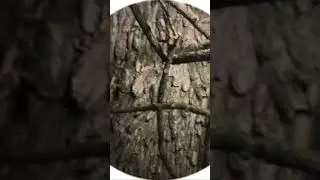 У Чипа ремонт😎 Все в Сосновой Коре☝️