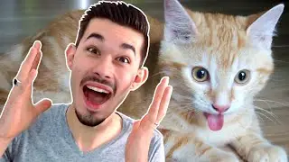 TRY NOT TO LAUGH CHALLENGE 2 ! (FRENCH)