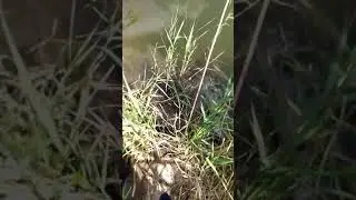 голые женщины