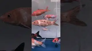 Nice look CARP fish