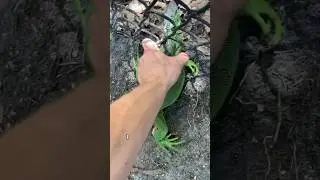 7 Strangest Animals I found in Florida! 