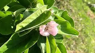 Flowering plants around Pentwyn in April