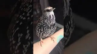 Handsome Birb