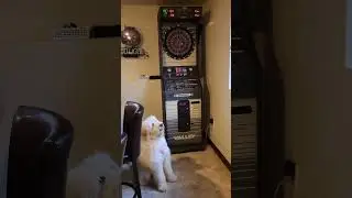 Maddie Loves Darts #goldendoodle