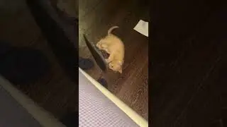 Некоторые верят, что именно так появились броненосцы😸👍Some believe this is how armadillos came to be