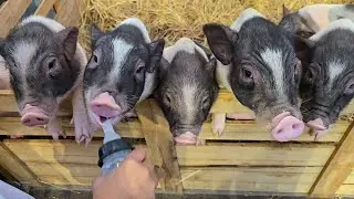 Pot Belly Pigs waiting to feeding @firstimebyncn