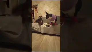 *руби и лесси дома* с озвучкой
