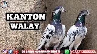 Kanton Walay Teddy Kabootar