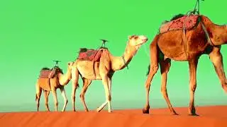 Camel green screen,  copyright free video