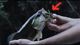 Summer Bass Fishing in TINY River!!
