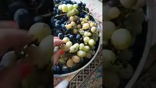 Вкусняшечки для Вас дорогие друзья из Кубани🤗 #хутор #жизньвдеревне #лето