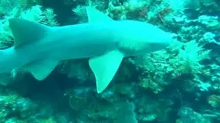 115 Dive4 2 Cannery Bank - Friendly Nurse Sharks