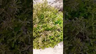 Huge Herbal Tulsi.. #shorts  #viral
