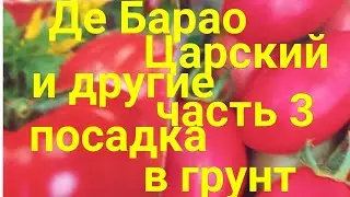 🔴#97#🔴 Де Барао Царский и другие. Посадка рассады  в грунт.Подробно ссылка в описании (видео #18.)