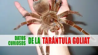Tarántula Goliat, Tarántula pajarera (Theraphosa blondi) | Datos curiosos de animales