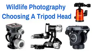 Wildlife Photography - Choosing A Tripod Head