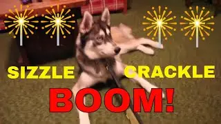 HUSKY DOG HEARS JULY 4th FIREWORKS FUNNY #huskies #funny