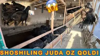 DAXSHAT ARZON QOZI QOCHKORLAR KELDI SHOSHILING