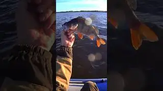 Эти приманки ловят  трофейных окуней🐟