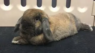 Kirby relaxing!