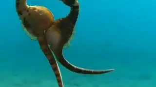 DENİZ ATLARININ MUHTEŞEM ÇİFTLEŞME DANSI