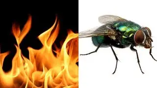 Fireflies but every word is a Google image