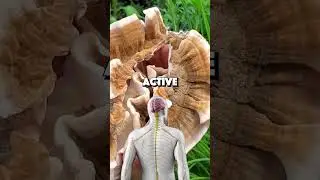 How Mushroom Beta-Glucans Work