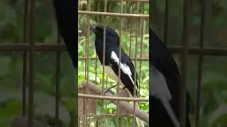 chòe than hót 