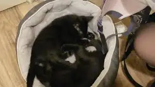 Black Kittens Fighting