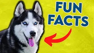 Fun Facts About Siberian Husky (#7 Is Really Cute)