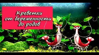 Креветки от беременности до родов