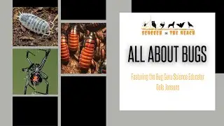 Bug Guru   Hissing Cockroach