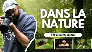 Comment photographier en sous bois? #photography #nature #photoanimalière