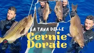 Il regno delle Cernie DORATE