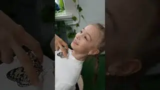 Тропические бабочки