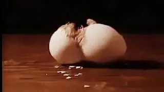 вылупление цыпленка. замедленная съемка