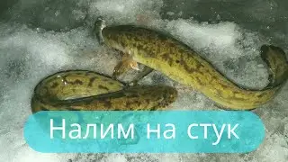 ✔Налим 🐟 «на стук»🌙🔦 Где и как ловить налима зимой❄✳Зимняя рыбалка на налима 🎣✔