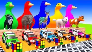 5 Giant Duck Paint Animal Cartoon Tiger, Hippo, Sheep, Cow, Cat, Chicken Fountain Crossing - Funny