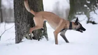 DAENERYS (Lola MarshallDogs) belgian malinois 10 months!