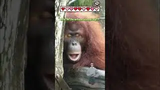 Extinct Orangutan 😂#shorts #Orangutan #FunnyAnimals #AnimalNaps #CuteAnimals #fyp #fypシ #viral