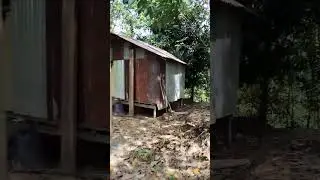 seorang bapa tinggal sendiri di kebun nya.