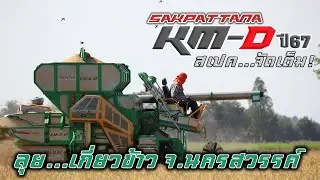 ลุย!!เกี่ยวข้าวกับรถเกี่ยวศักดิ์พัฒนา รุ่น KM-Dปี67 Sport | World's Combine harvester