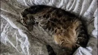 Truffle