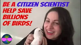 Lisette Zaid - Chicago Bird Collision Monitor
