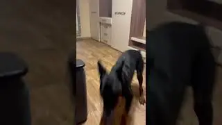#туса #доберман #добермания #доберманы #дружба #котопес #прикол