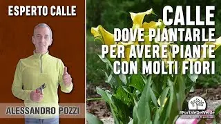 Where do you have to plant the calla lilies to have plants with many flowers?
