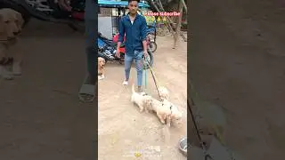 #puppy