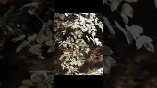 Лес родник вода