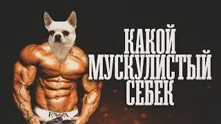 Мускулистый Себек