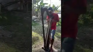 He is one of the best Harp Musician